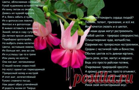 ЛЮБОЙ ЦВЕТОК-ПРИРОДЫ СОВЕРШЕНСТВО. ХУДОЖНИЦА FIONA CRAIG