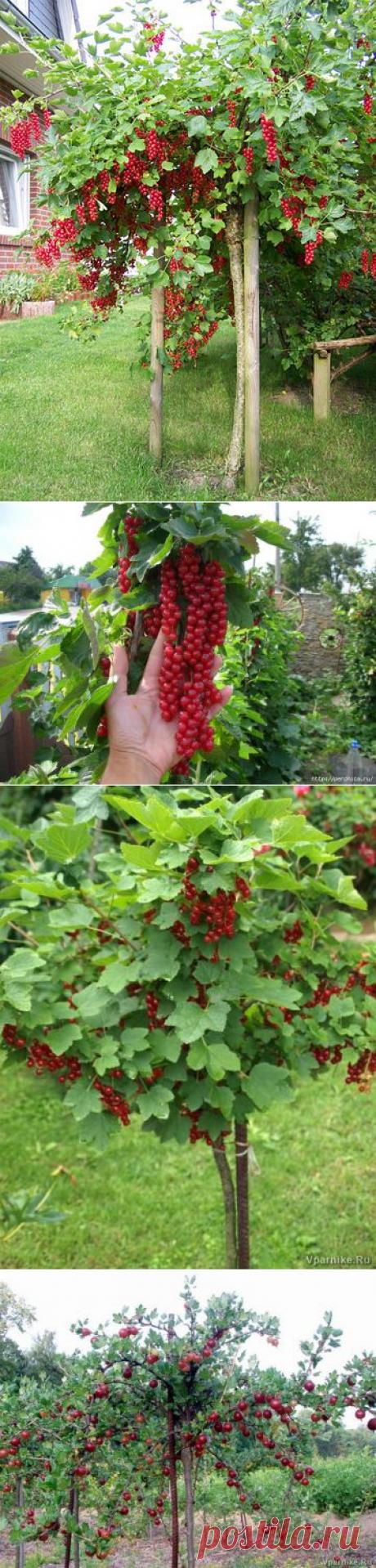 Как сделать из смородины и крыжовника деревце штамбовой формы