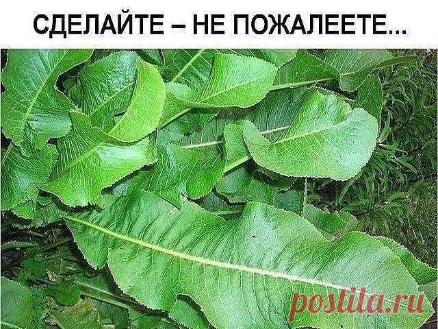 Хрен – единственное растение, способное вытягивать соль через поры кожи. 
СДЕЛАЙТЕ – НЕ ПОЖАЛЕЕТЕ! 
Избавиться от всей соли, которая накопилась в организме и может привести к солевым болезненным отложениям, помогут листья хрена.. 
Напоминаю проверенный и безотказный рецепт. 
Возьмите свежие крупные листья хрена – 2 шт. Перед сном окуните их с двух сторон кипяток и сразу положите на спину, захватывая шею. Обвяжите тканью. Возможно легкое жжение, но боли нет. 
Утром осторожн...