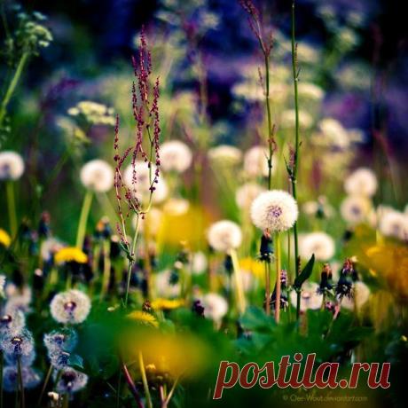 Яркие и красивые фотографии цветов от фотографа под ником Oer-Woutl.