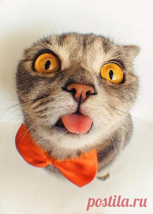 Забавные животные - ФОТО (11.12.2017)