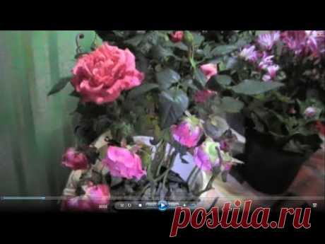 Роза "Кордана" пересадка "капризули" после покупки...