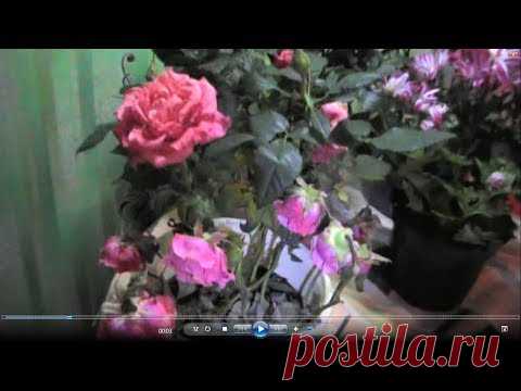 Роза 