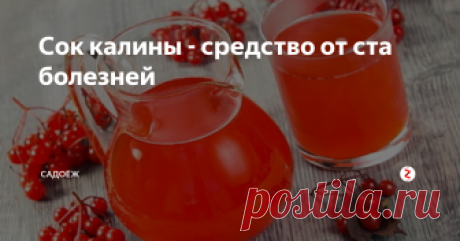 Сок калины - средство от ста болезней Наверняка все слышали, что калина - очень полезная ягода. Но из-за ее специфического вкуса многие ее не любят и соответственно никаким образом не используют урожай этих ягод. Я же совершенно спокойно отношусь к их вкусу и очень даже активно потребляю эти ягоды.
И наверно самое универсальное и полезное что можно сделать из ягод - это сок. Ведь таким образом калина не проходит никакой термической об