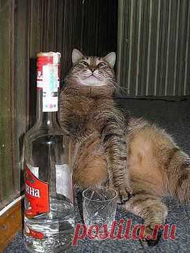 Водка - это удивительный напиток: - Вкус постоянно один. - А приключения всегда разные!!!