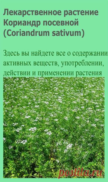 Лекарственное растение Кориандр посевной (Coriandrum sativum). Однолетнее растение высотой 20-60 см. Незрелые плоды, а также свежие растения неприятно пахнут клопами. Цельные городчатые прикорневые листья вскоре вянут. Стеблевые листья дважды- или триждыперистые, нижние с яйцеобразными сегментами, верхние с линейными листочками.