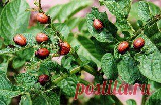 НАШАТЫРНЫЙ СПИРТ ПРОТИВ НАСЕКОМЫХи