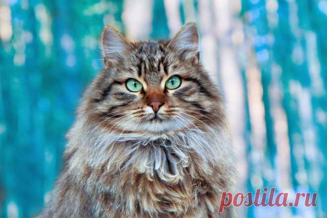 Домашний патриотизм: русские породы кошек
