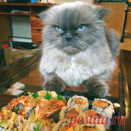 Котэ тренирует силу воли - забавные картинки с котиками