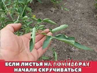 ЕСЛИ ЛИСТЬЯ НА ПОМИДОРАХ НАЧАЛИ СКРУЧИВАТЬСЯ 
Сохраните к себе на стену, чтобы не потерять! 

Причин сворачивания листьев у томатов очень много. Но по характеру скручивания можно точно угадать, чем мы не угодили высаженной рассаде. 

Крутятся кверху «лодочкой» 

Тут всего два виновника: 

1. Картофельная тля, которая сидит на стеблях и, несмотря на мелкие размеры, скручивает листву кверху. Справиться с ней сложности не составит – опрыскайте помидоры любым препаратом от кол...