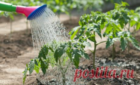 Полив овощных культур