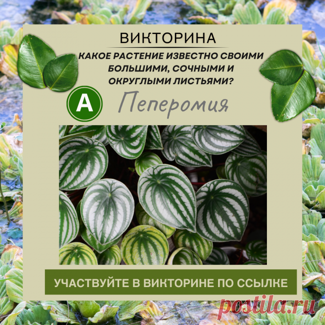 Известно что растение. Метапредметные задания 4 класс с ответами. Минеральное почвенное питание растений. Известно что растение. Условия роста и развития растений.