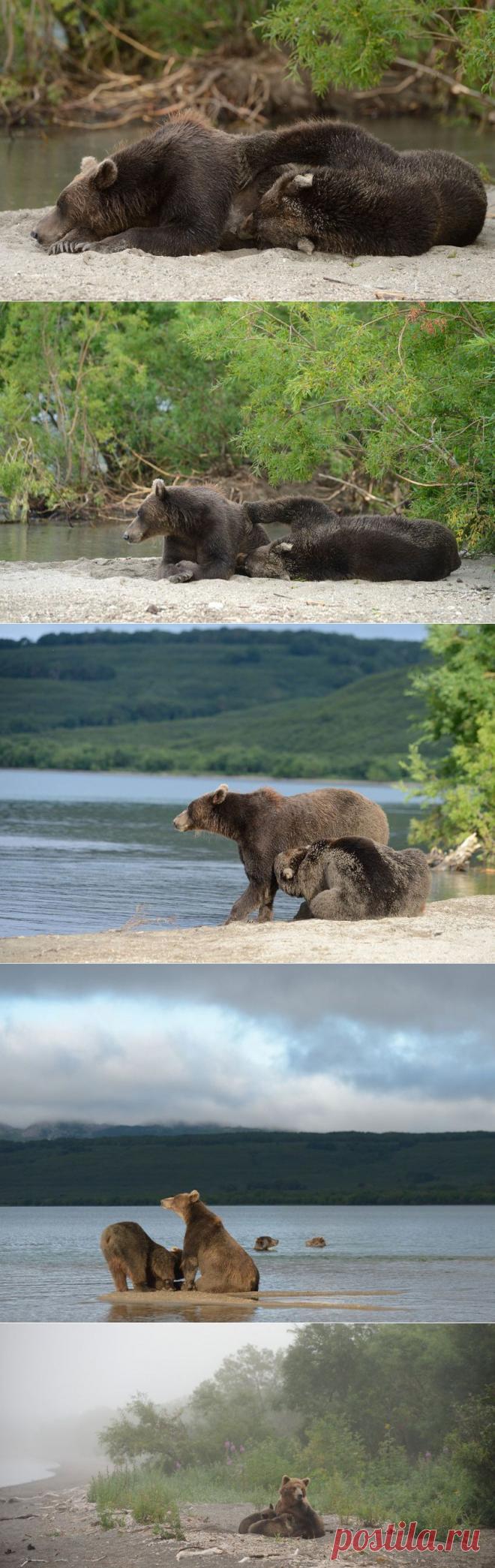 Мохнатый грудничок | Уши, лапы, хвост