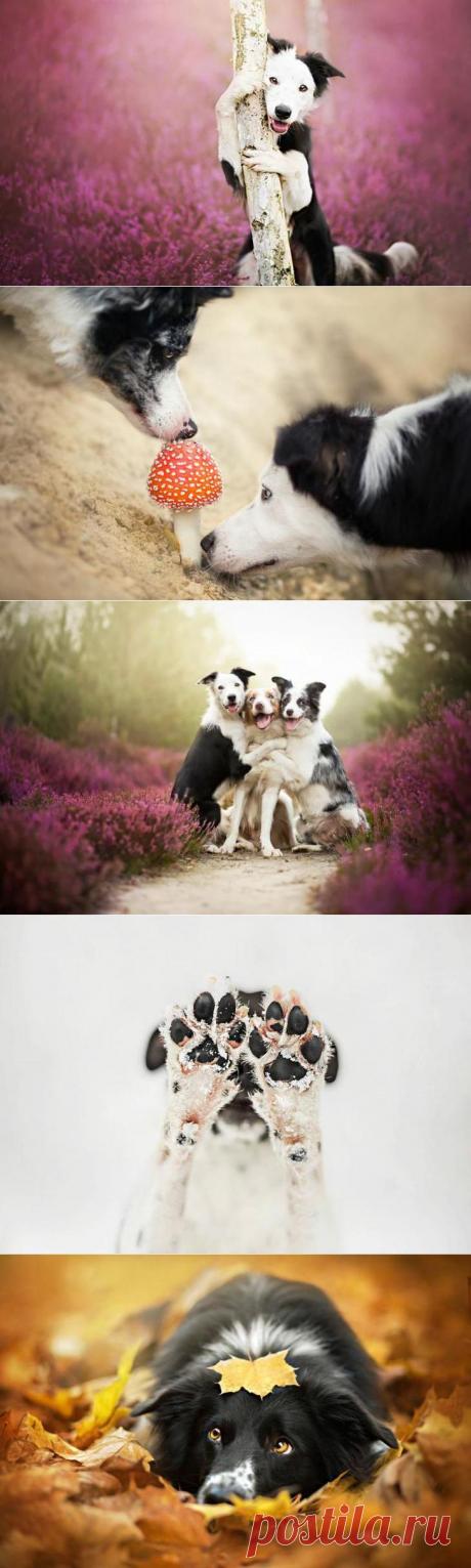 Мир собачьей души в фотографиях Алисии Змысловска