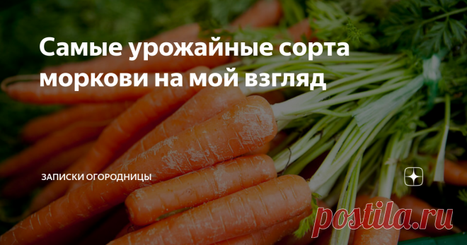Самые урожайные сорта моркови на мой взгляд