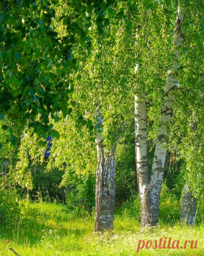 Кудрявая береза - фото и картинки: 60 штук