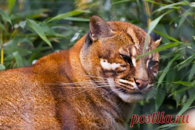 20 редких диких кошек - Кошка Темминка
