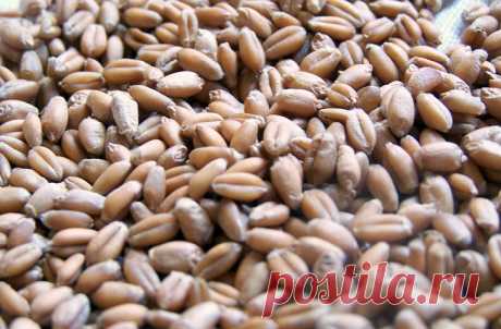 Продукты-помощники в борьбе с болезнями и старостью