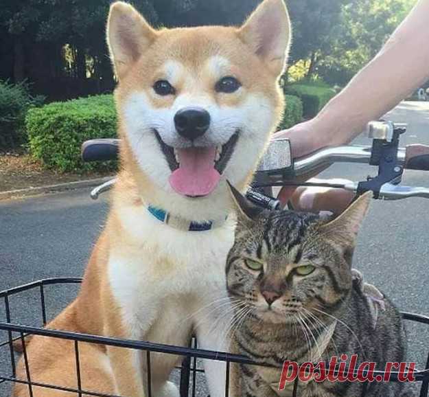Реакция кота и пса на поездку в корзине велосипеда рассмешила пользователей Сети