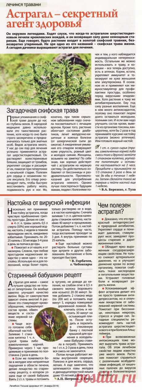 Астрагал - секретный агент здоровья