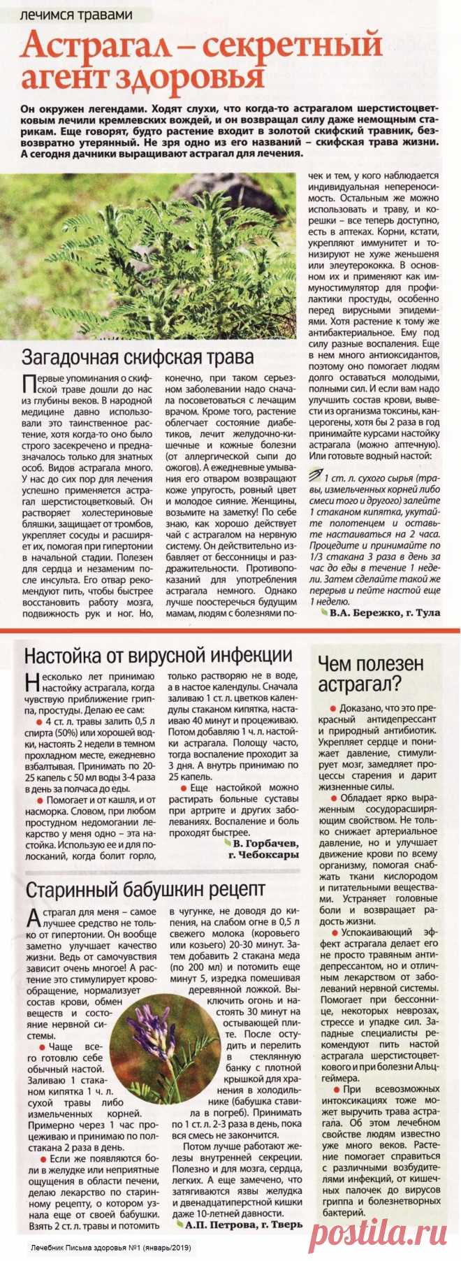 Астрагал - секретный агент здоровья