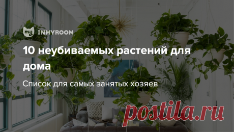 10 неубиваемых комнатных растений, которые украсят ваш дом — INMYROOM Рассказываем, какие растения подойдут для самых занятых хозяев и выдержат любые испытания. И какие из них безопасны для детей и животных. Свежие идеи дизайна интерьеров, декора, архитектуры на INMYROOM.