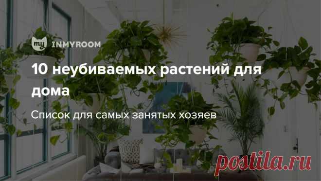 10 неубиваемых комнатных растений, которые украсят ваш дом — INMYROOM Рассказываем, какие растения подойдут для самых занятых хозяев и выдержат любые испытания. И какие из них безопасны для детей и животных. Свежие идеи дизайна интерьеров, декора, архитектуры на INMYROOM.