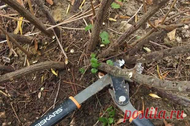 Зачем смородине стрижка под ноль