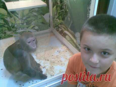 семка с обезьянкой