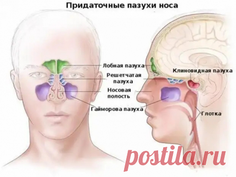 (99+) Как избавиться от заложенности носа без лекарств - Народная медицина - 19 января - 43845160378 - Медиаплатформа МирТесен
