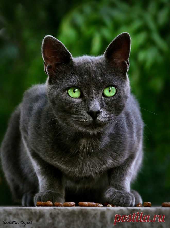 Разносчицы удачи - 45 фотографий загадочных чёрных кошек