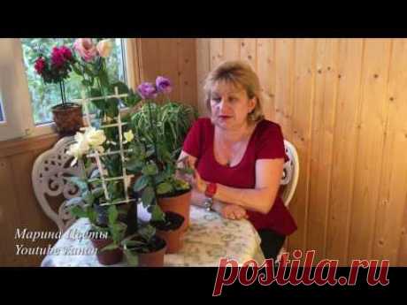 ЭУСТОМА(ЛИЗИАНТУС)-Мой опыт и мои советы выращивания.