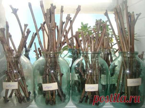 СТИМУЛЯТОРЫ ОБРАЗОВАНИЯ КОРНЕЙ ИЗ ПОДРУЧНЫХ СРЕДСТВ