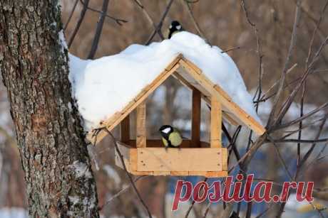 О пернатых | Записи в рубрике О пернатых | Дневник Усы_лапы_и_хвост