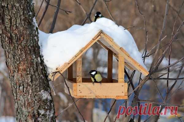 О пернатых | Записи в рубрике О пернатых | Дневник Усы_лапы_и_хвост