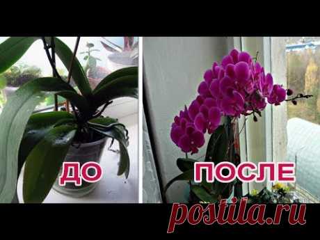 Как заставить цвести орхидею?Ответ есть,метод работает на 100% - YouTube