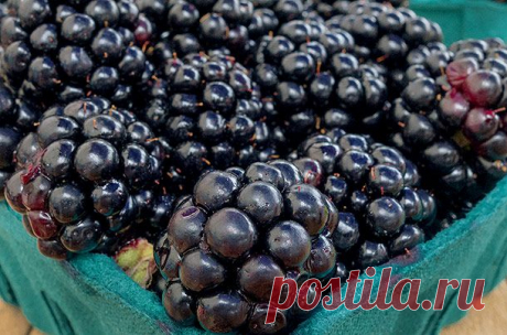 Суперпродукт для здоровья: ежевика | Я ЗДОРОВ!
ЕжевикаМногие именитые лекари древности знали о пользе ежевики, применяя ее для борьбы с простудными заболеваниями и восстанавливая с ее помощью обмен веществ. Первые культурные сорта ягоды появились в Америке, в России же популяризацией ежевики в начале XX века занимался биолог и селекционер Мичурин. Сейчас ежевика одна из самых популярных ягод в Америке, Европе и России.