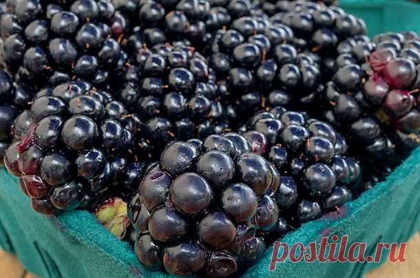 Суперпродукт для здоровья: ежевика | Я ЗДОРОВ!
ЕжевикаМногие именитые лекари древности знали о пользе ежевики, применяя ее для борьбы с простудными заболеваниями и восстанавливая с ее помощью обмен веществ. Первые культурные сорта ягоды появились в Америке, в России же популяризацией ежевики в начале XX века занимался биолог и селекционер Мичурин. Сейчас ежевика одна из самых популярных ягод в Америке, Европе и России.