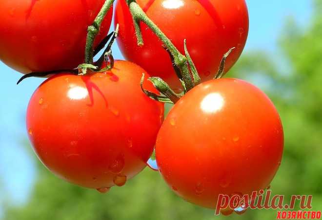 Детерминантные сорта помидоров: минимум ухода, максимум урожая