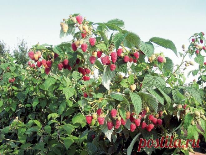Лучший способ посадки малины - на бревнах... Лесная малина очень любит селиться на разрушающихся пнях, поваленных деревьях, кучах древесных веток. Так чем же садовая малина отличается в этом от своей дикой родственницы? Может стоит в садоводстве поучиться у природы?...
