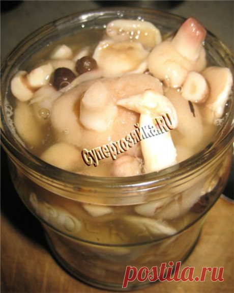 Маслята - как готовить. Рецепт жаренных и консервированных маринованных маслят