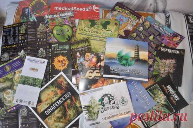 Сейчас огромный выбор семян конопли разных сортов и у разных производителей есть свои уникальные генетические экземпляры.
Семена конопли можно разделить на сорта с обычным фотопериодом и автоцветущие. У автоцветущих сортов отличие в том, что это небольшие растения, как правило от 15 см. до 80 см. в среднем и срок цветени от семени до харвеста (урожая) у всех производителей и продавцов семян конопли указывается в днях и как правило это от 36 дней до 75-80 . Этому виду нужен свет от 20 до 22ч.