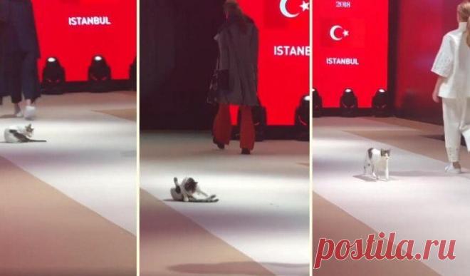 В Турции кошка 