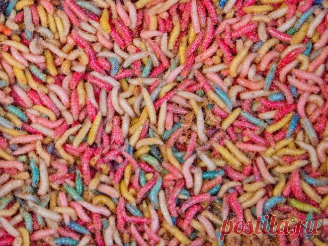 Рыболовный светофор. Наживка для успешной рыбалки – Рыбалке.нет