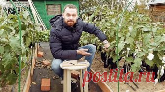 Выращиваем рассаду баклажанов: на что стоит обратить внимание