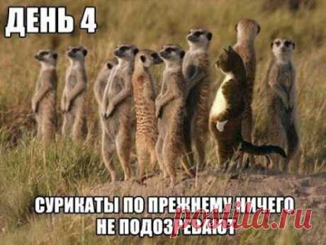 getImage.jpg (426×320)