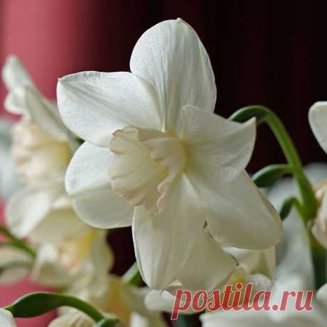 Narcissus Amore Mio | White Flower Farm