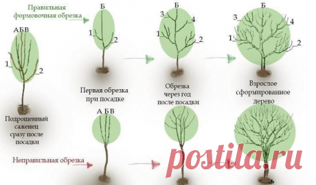 Моя любимая дача|Сад, огород, цветы