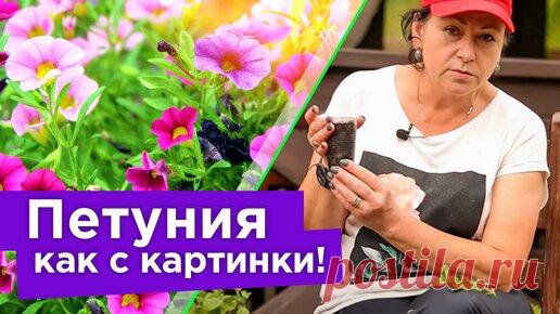 Procvetok | Даже самая хилая петуния превратится в цветущий шар! Формируем и черенкуем петунию правильно вместе с биологом