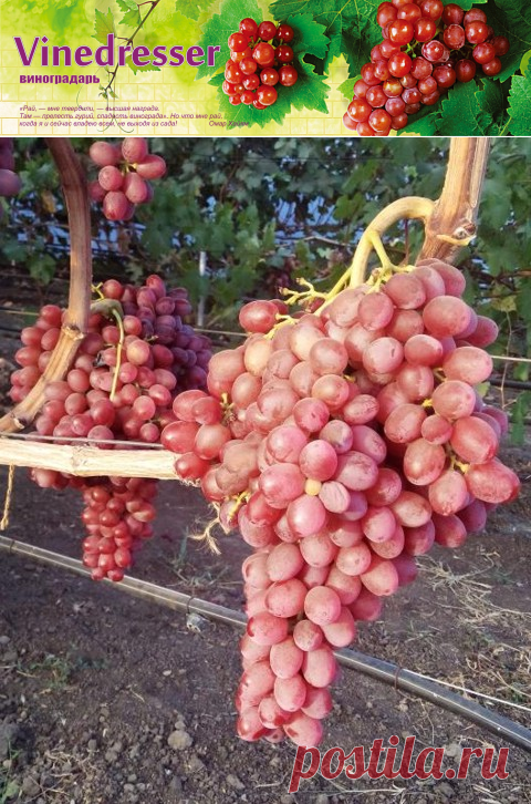 Виноград Scarlet Royal seedless (кишмиш) - описание и фото